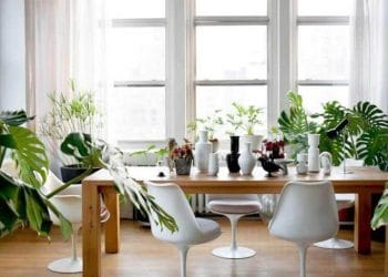 plantas ornamentales